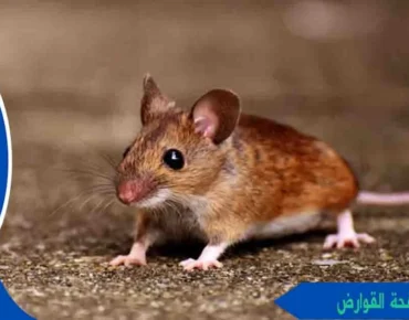 قسم مكافحة القوارض