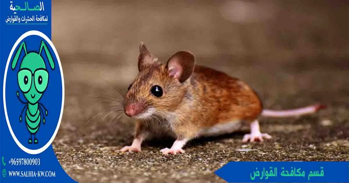 قسم مكافحة القوارض