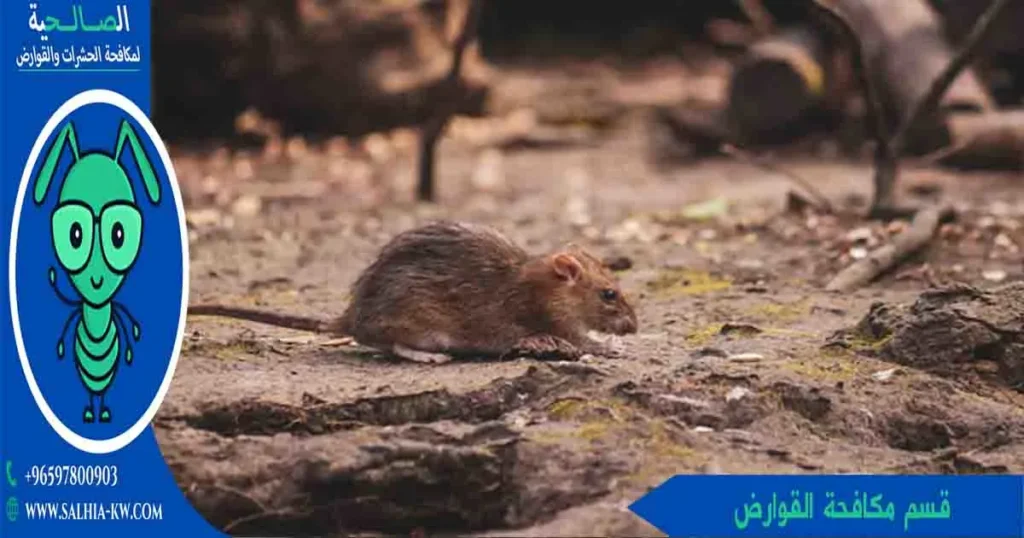 قسم مكافحة القوارض