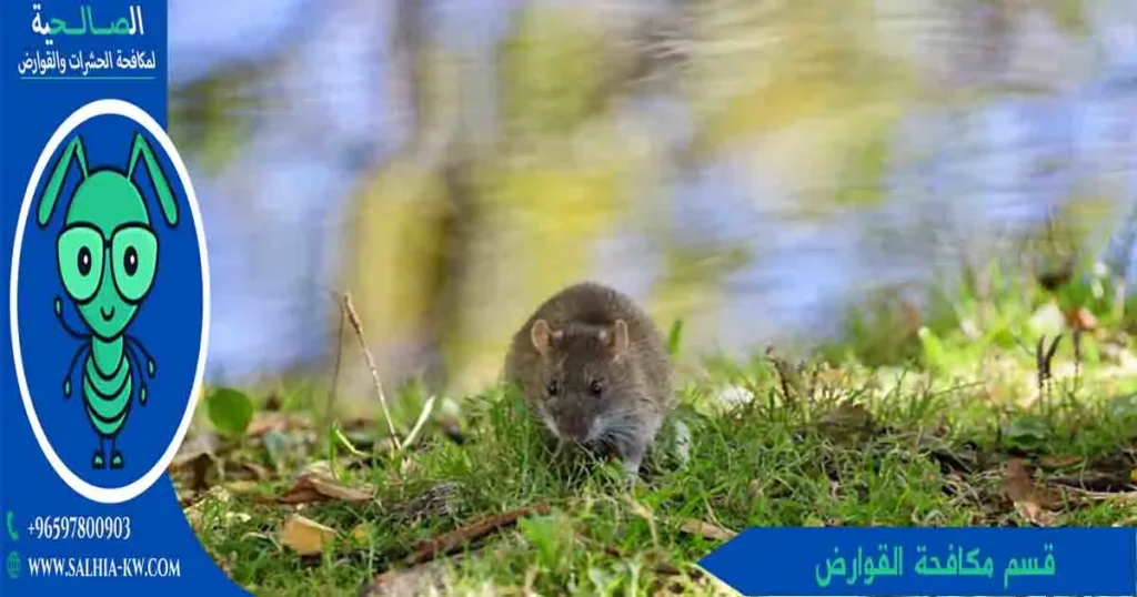 قسم مكافحة القوارض