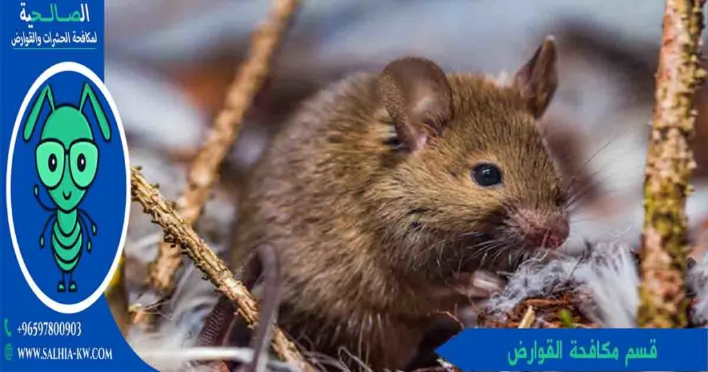 قسم مكافحة القوارض