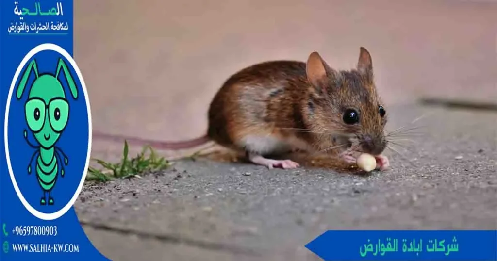 شركات ابادة القوارض
شركات اباده القوارض
شركات القوارض
شركة قوارض