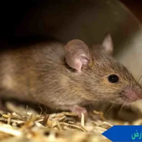 شركات ابادة القوارض شركات اباده القوارض شركات القوارض شركة قوارض