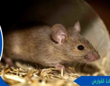شركات ابادة القوارض شركات اباده القوارض شركات القوارض شركة قوارض