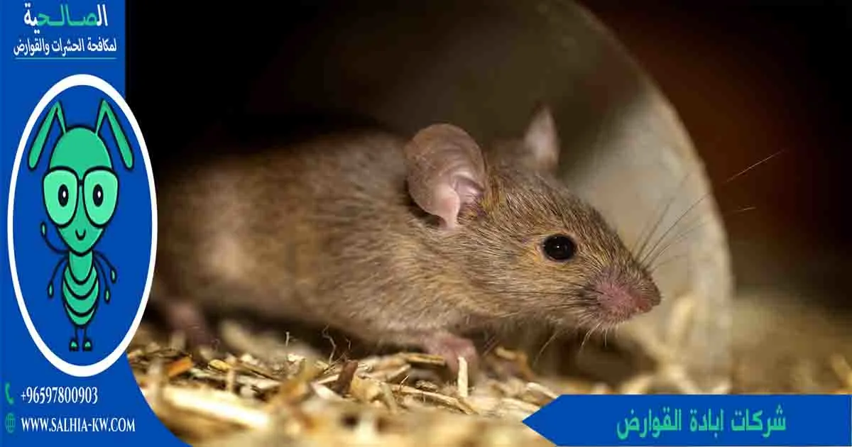 شركات ابادة القوارض