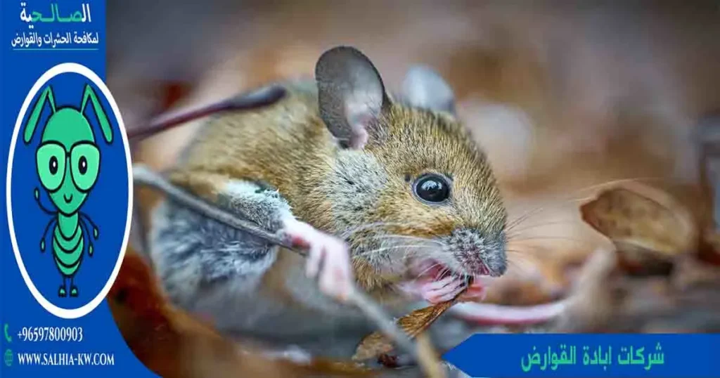 شركات ابادة القوارض
شركات اباده القوارض
شركات القوارض
شركة قوارض