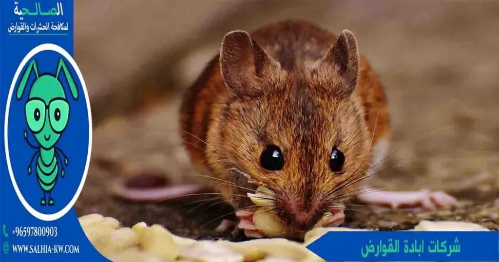 شركات ابادة القوارض
شركات اباده القوارض
شركات القوارض
شركة قوارض