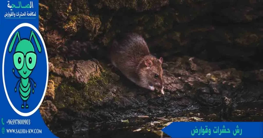 رش حشرات وقوارض