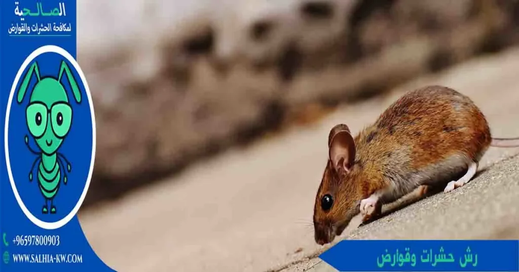 رش حشرات وقوارض