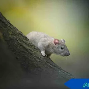 رش حشرات وقوارض