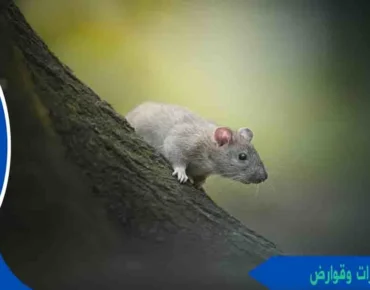 رش حشرات وقوارض