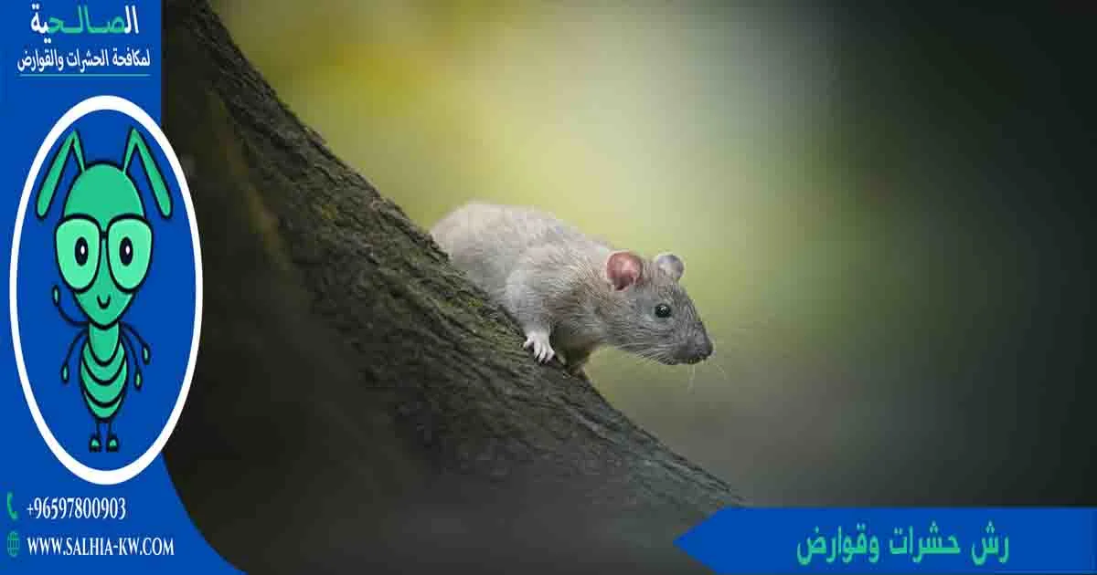 رش حشرات وقوارض بالكويت
