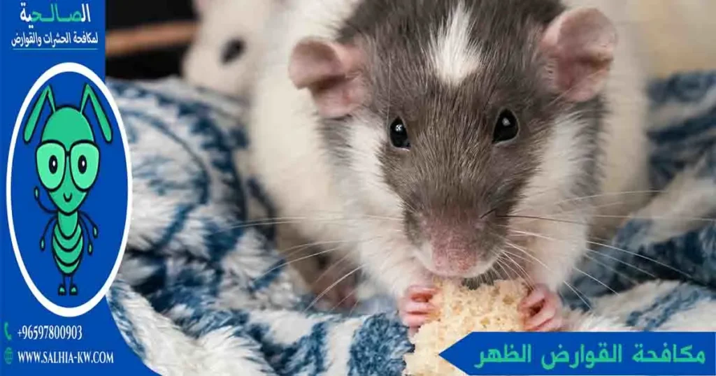 مكافحة القوارض الظهر
مكافحة الجرذان الظهر
مكافحة فئران الظهر