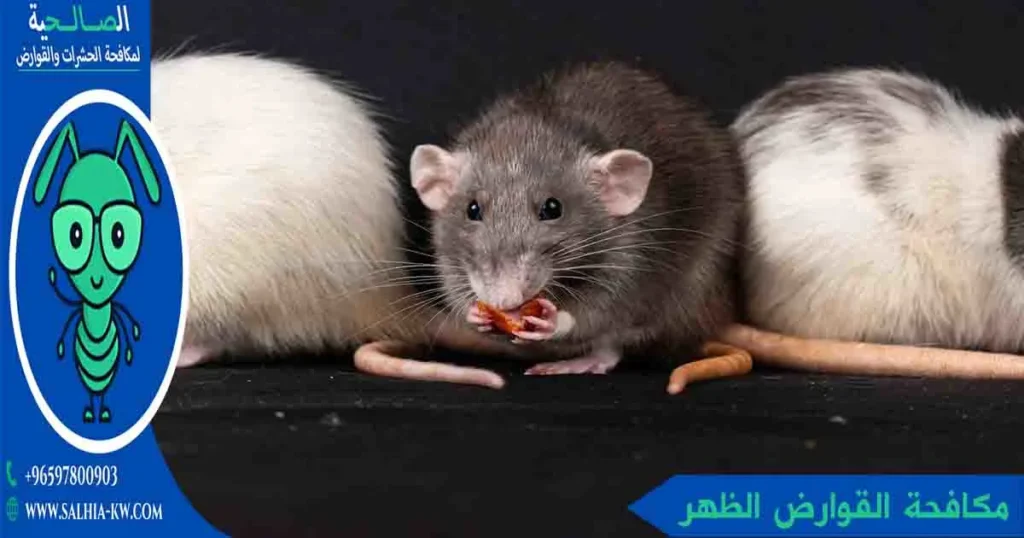 مكافحة القوارض الظهر
مكافحة الجرذان الظهر
مكافحة فئران الظهر
