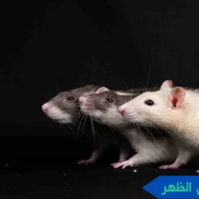 مكافحة القوارض الظهر مكافحة الجرذان الظهر مكافحة فئران الظهر