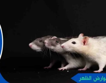 مكافحة القوارض الظهر مكافحة الجرذان الظهر مكافحة فئران الظهر