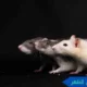 مكافحة القوارض الظهر مكافحة الجرذان الظهر مكافحة فئران الظهر