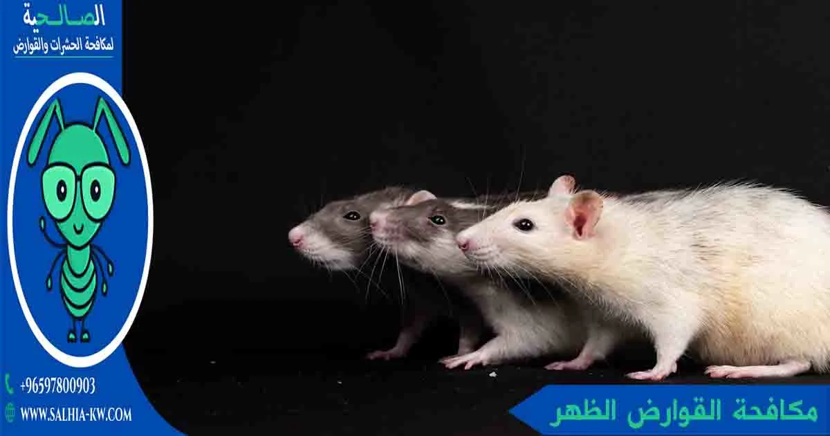 أفضل شركة مكافحة القوارض الظهر بالكويت