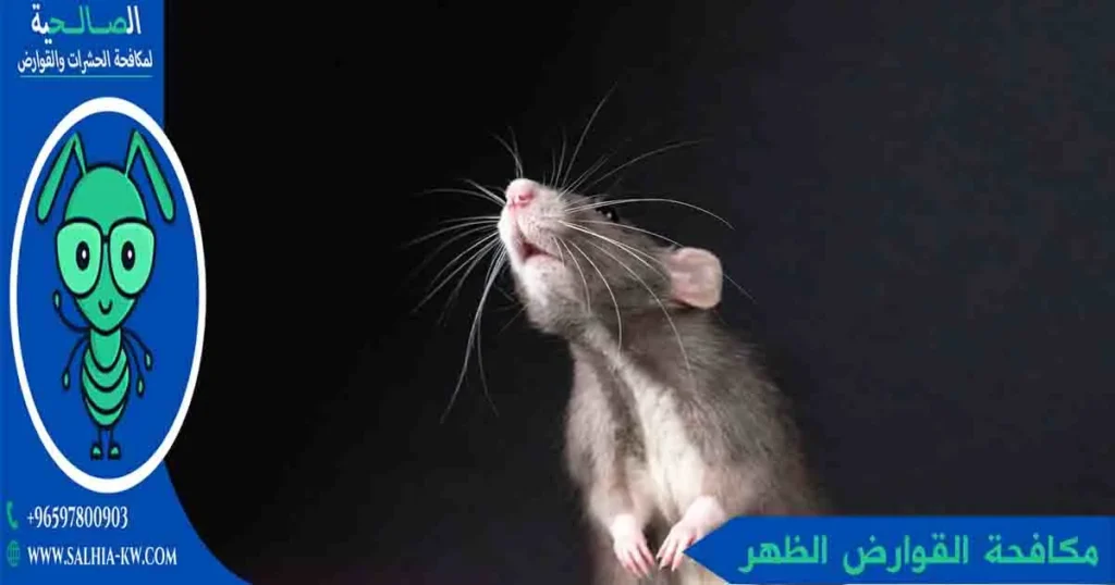 مكافحة القوارض الظهر
مكافحة الجرذان الظهر
مكافحة فئران الظهر