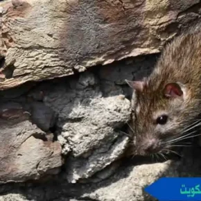 مكافحة القوارض الكويت مكافحة القوارض كويت مكافحه القوارض الكويت