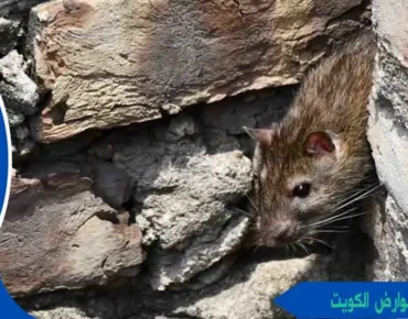 مكافحة القوارض الكويت مكافحة القوارض كويت مكافحه القوارض الكويت