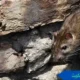 مكافحة القوارض الكويت مكافحة القوارض كويت مكافحه القوارض الكويت