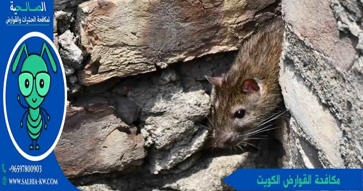 شركة مكافحة القوارض الكويت