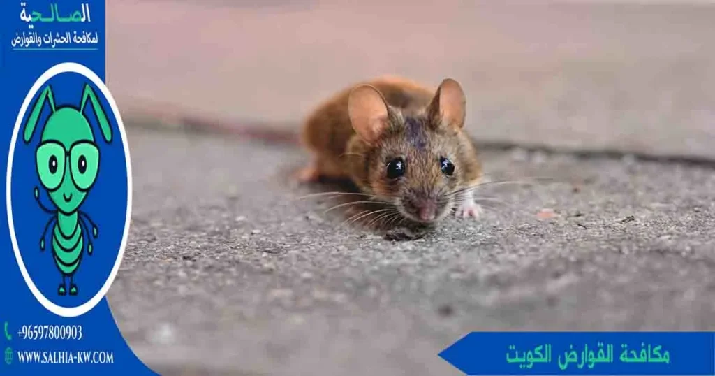 مكافحة القوارض الكويت
مكافحة القوارض كويت
مكافحه القوارض الكويت
