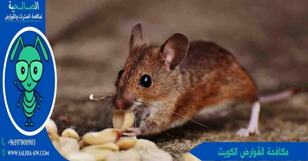 مكافحة القوارض الكويت
مكافحة القوارض كويت
مكافحه القوارض الكويت