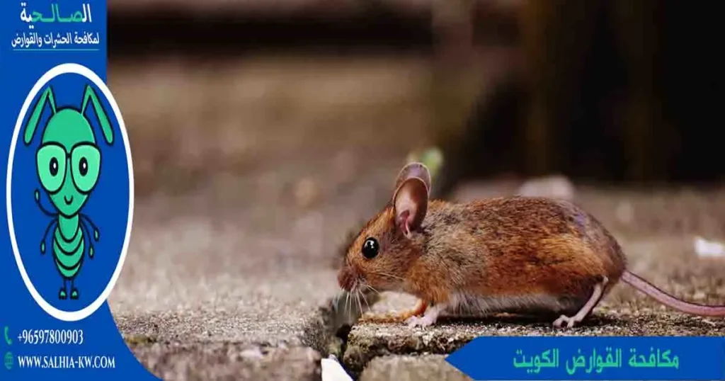 مكافحة القوارض الكويت
مكافحة القوارض كويت
مكافحه القوارض الكويت