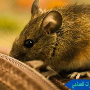 مكافحة القوارض والحشرات السالمي مكافحة الفئران والحشرات السالمي