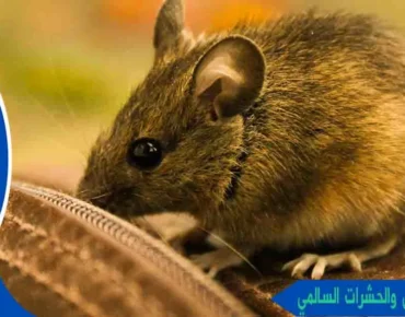 مكافحة القوارض والحشرات السالمي مكافحة الفئران والحشرات السالمي