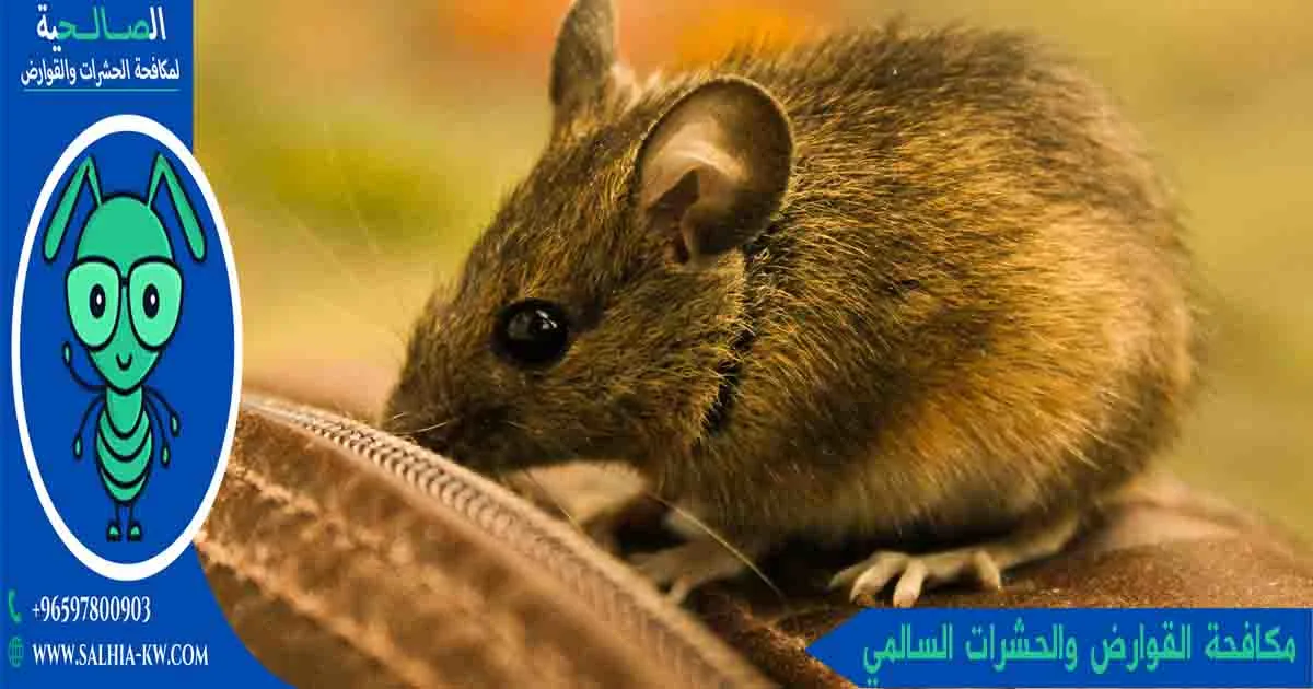 مكافحة القوارض والحشرات السالمي