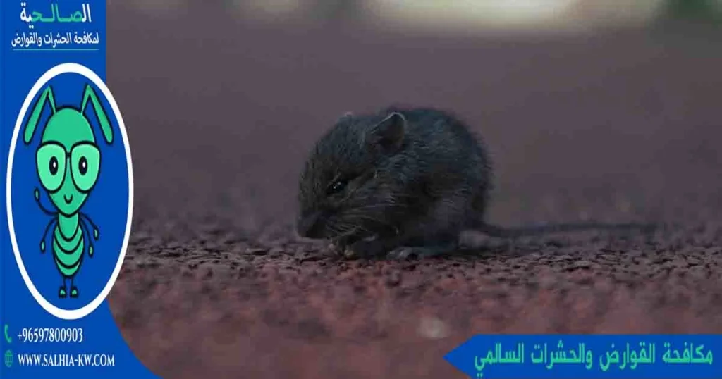 مكافحة القوارض والحشرات السالمي مكافحة الفئران والحشرات السالمي