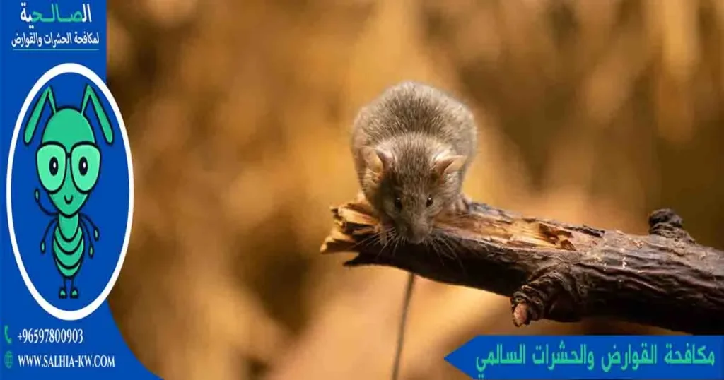 مكافحة القوارض والحشرات السالمي مكافحة الفئران والحشرات السالمي