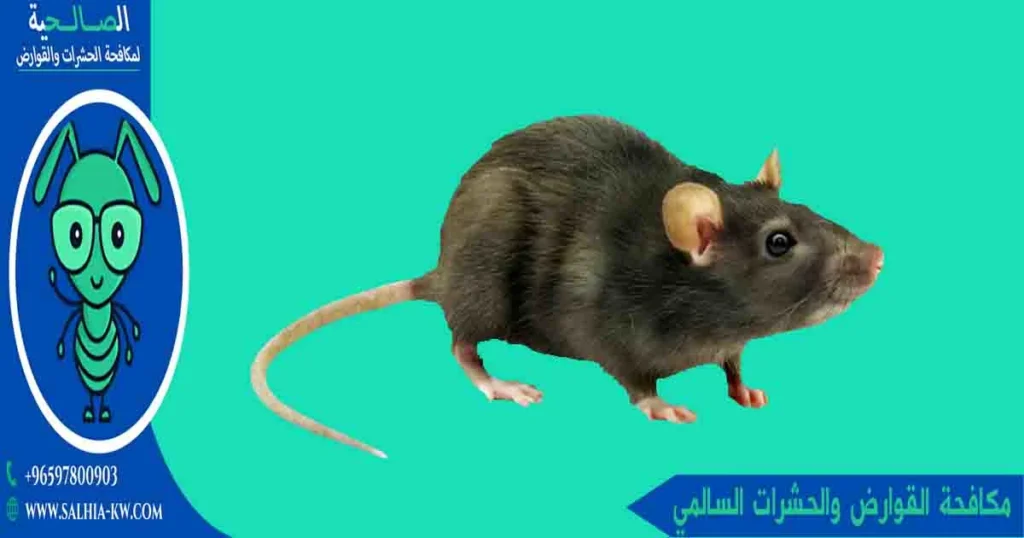مكافحة القوارض والحشرات السالمي مكافحة الفئران والحشرات السالمي