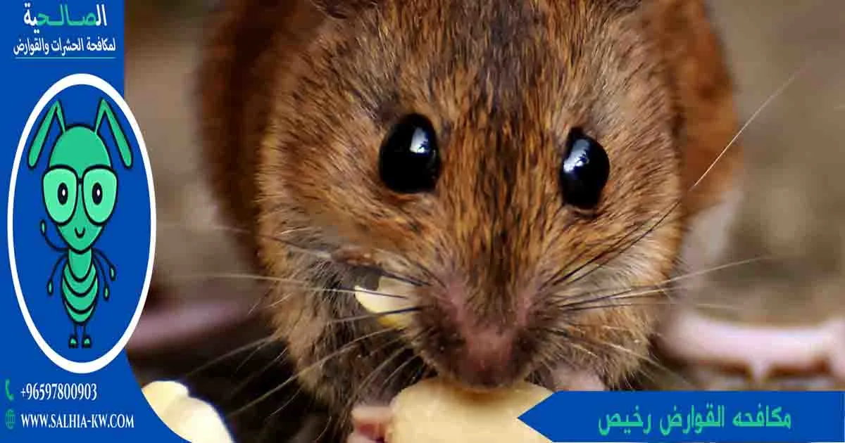 مكافحه القوارض رخيص