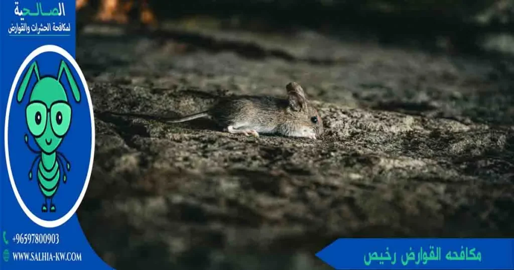 مكافحه القوارض رخيص
شركة قوارض