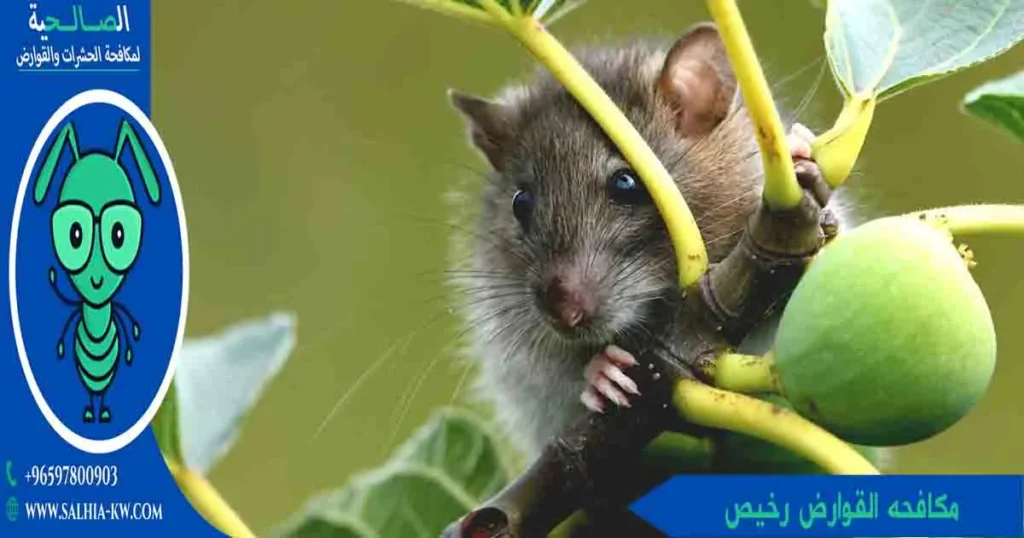 مكافحه القوارض رخيص
شركة قوارض
