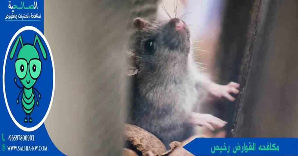 مكافحه القوارض رخيص
شركة قوارض
