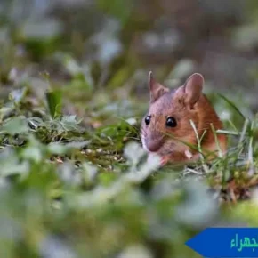 مكافحة القوارض الجهراء مكافحة قوارض الجهراء قوارض الجهراء
