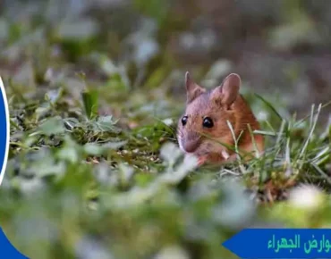 مكافحة القوارض الجهراء مكافحة قوارض الجهراء قوارض الجهراء