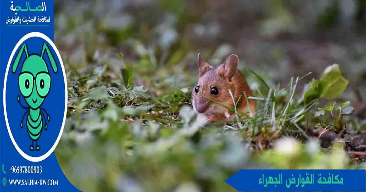 مكافحة القوارض الجهراء