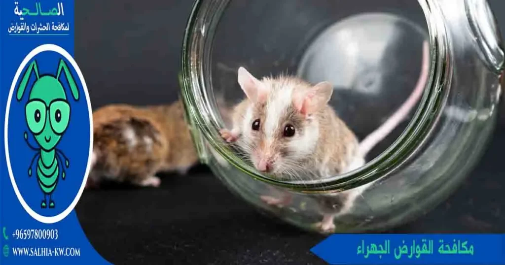 مكافحة القوارض الجهراء
مكافحة قوارض الجهراء
قوارض الجهراء