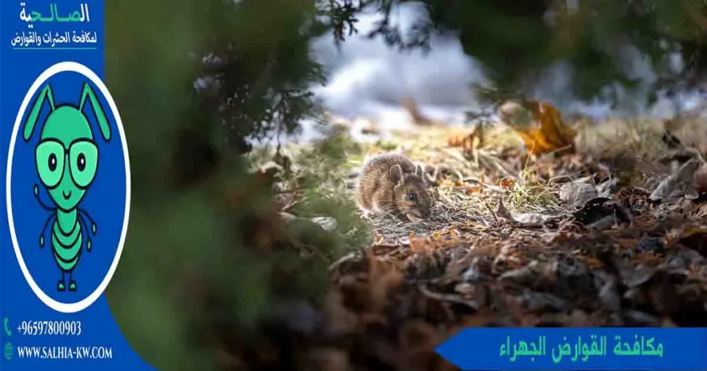 مكافحة القوارض الجهراء
مكافحة قوارض الجهراء
قوارض الجهراء