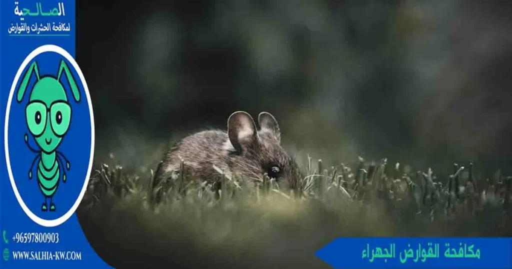 مكافحة القوارض الجهراء
مكافحة قوارض الجهراء
قوارض الجهراء
