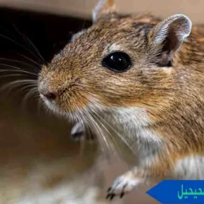 مكافحة القوارض الفحيحيل مكافحة الفئران الفحيحيل