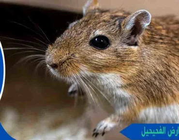 مكافحة القوارض الفحيحيل مكافحة الفئران الفحيحيل