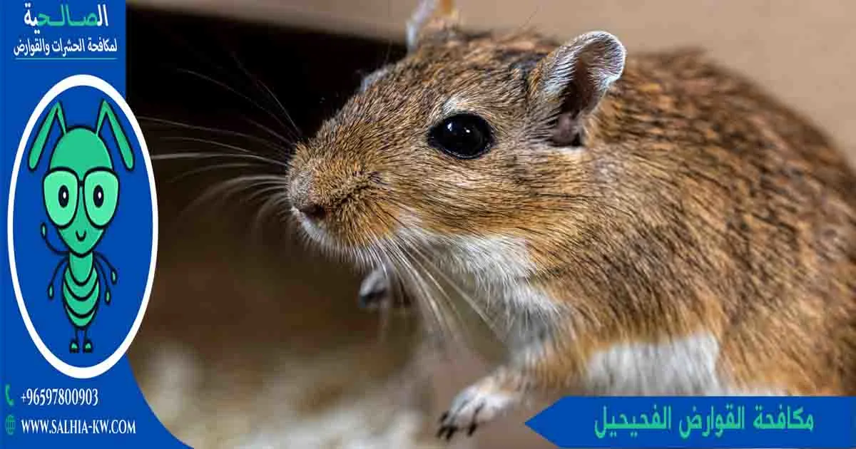 شركة مكافحة القوارض الفحيحيل