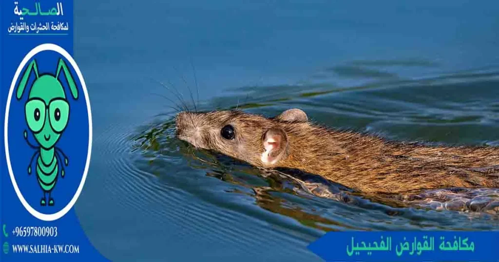 مكافحة القوارض الفحيحيل
مكافحة الفئران الفحيحيل